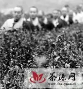 杭州中天竺法净寺禅茶正式开采