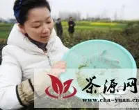 扬州本地茶场绿杨春开采