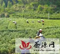 杭州千里岗白茶飘香 网售销量大增