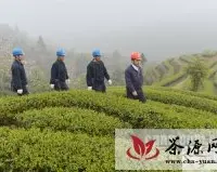 连江供电助“云上茶乡”绿色转型