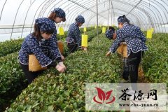 烟台绿茶获得国家地理标志证明商标