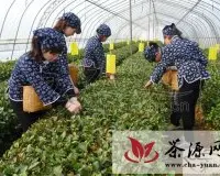 烟台绿茶获得国家地理标志证明商标