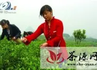 清镇红枫湖畔万亩生态茶园开园采茶