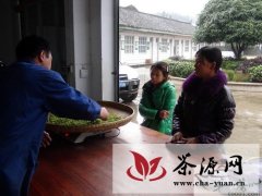 鹤峰今年春茶市场茶价低于去年