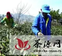 青岛崂山大田春茶将于半月后上市