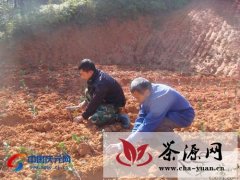 县农业局积极引导农民种植茶树