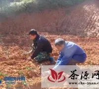 县农业局积极引导农民种植茶树