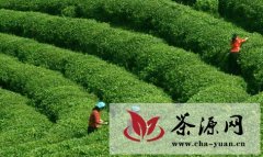 福建周宁茶产业价值链高端拓展
