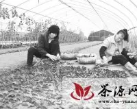 竹山县发展无性系茶叶基地2500亩