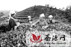 晴隆县倾力打造“茶籽化石”茶文化名片