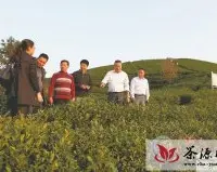 襄阳市茶叶主产区组团到河南信阳取茶经