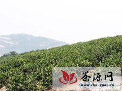 邢集镇鼓励并积极推广有机茶叶种植