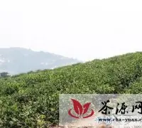 邢集镇鼓励并积极推广有机茶叶种植