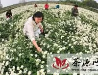 安徽滁州万余亩滁菊进入盛开采摘期