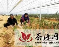 临安茶企投资百万兴建茶叶种植大棚