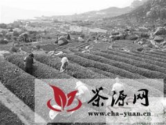 青岛崂山茶将开启转型升级新历程