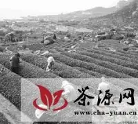 青岛崂山茶将开启转型升级新历程