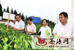 名山县“名选213”成国家级茶树良种