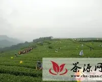 绿茶飘香 茶祖故里念茶“经”——名山县茶业发展成就瞩目