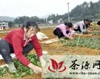 凤冈今冬茶叶扦插集中育苗达1300余亩