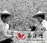 安溪县：做强产业链 弘扬茶文化
