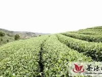 毕节市多措并举切实推动茶产业发展