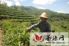 海南加钗农场鼓励茶工积极抓好茶叶生产