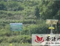 茶陵县千亩茶园实施“绿色植保”