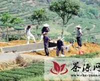 安溪庄园化规模化带动茶叶产业升级