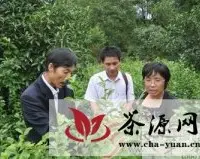 国家茶叶技术体系南昌综合试验站专家来婺源调研