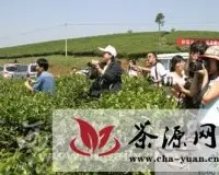 景洪大渡岗全力打造中国茶叶第一乡