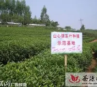 兴业县山心镇党支部在茶叶产业链上飘香