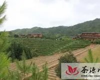 冶溪镇到福建茶企洽谈合作发展茶产业