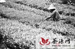 临沧红茶产业走向世界泡出“国际味”