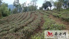 梁河县实施“三统一”改造低产茶园