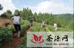 “整乡推进”发展壮大梁河平山茶产业