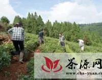 “整乡推进”发展壮大梁河平山茶产业