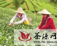 云南省将全面推进茶产业整体升级