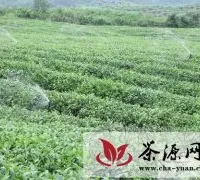 宁化湖村：喷灌工程为茶果园“解渴”