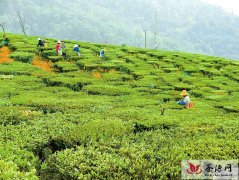 新平县加快茶叶产业发展步伐