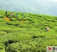 新平县加快茶叶产业发展步伐