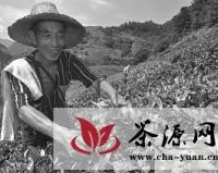 贡茶故里的夏日惊喜——鸠坑乡夏茶生产见闻
