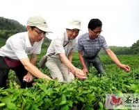 日本茶叶专家到南山茶场考察