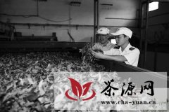 深加工提升绍兴茶叶产业含金量