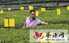 湖北宣恩县推广夏季茶园“黄色革命”