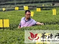 湖北宣恩县推广夏季茶园“黄色革命”