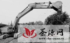 杭州茅家埠十几亩茶树为何连根拔起？