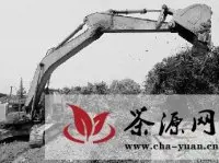 杭州茅家埠十几亩茶树为何连根拔起？