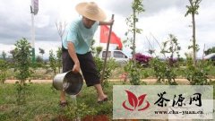 云南茶叶研究所开展义务植树活动