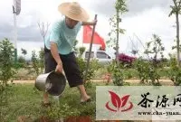 云南茶叶研究所开展义务植树活动